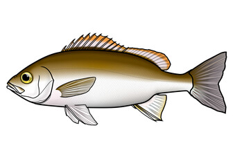 イサキ　魚　イラスト