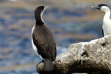 black-faced cormorant