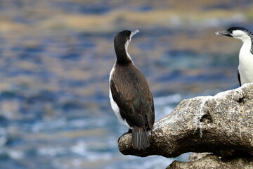 black-faced cormorant