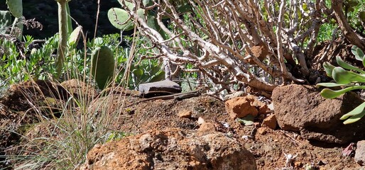 Gallotia galloti, also known commonly as Gallot's lizard, the Tenerife lizard, and the Western Canaries lizard, is a species of wall lizard in the genus Gallotia. The species is native to the Canary