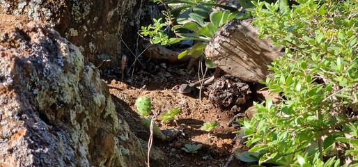 Gallotia galloti, also known commonly as Gallot's lizard, the Tenerife lizard, and the Western...
