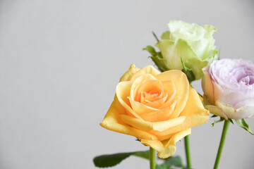 黄色と緑のばら