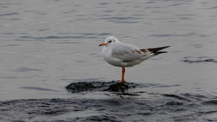 seagull on the rock
