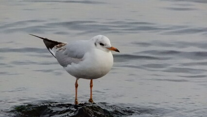 Seagull on the beach