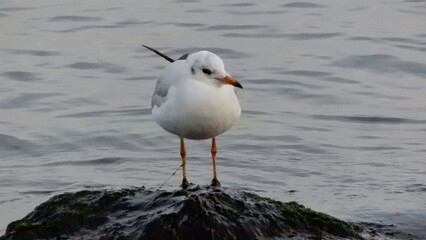 Sea ​​gull