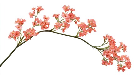 Fototapeta premium Delicate Pink Flower on a Branch