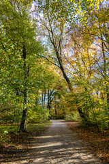 Obraz premium Golden autumn view in famous Munich relax place - Englischer Garten. Munich, Bavaria, Germany
