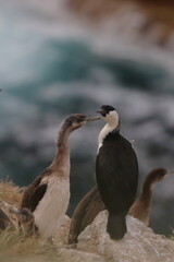 black-faced cormorant