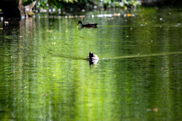 Eine Ente auf dem Wasser