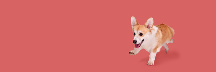 Happy, cheerful little purebred dog, playful Corgi in motion, running, playing against light red background. Concept of animal, pet care, vet, joy and fun. Copy space for ad, text