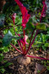 Betterave rouge dans un jardin potager au printemps.