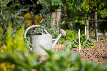 Jardin potager et son arrosoir sous le soleil du printemps.