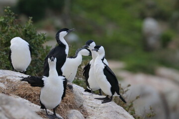 black-faced cormorant