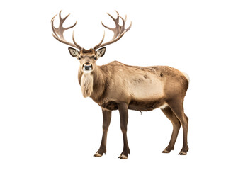 a deer with large antlers