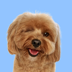 Portrait of adorable playful little dog, purebred Poodle in looking at camera and winking against light blue backgrounds. Concept of animal, pet care, vet, joy and fun. Copy space for ad, text