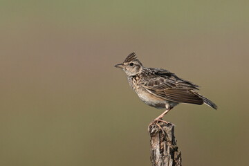 Skylark