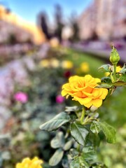 Fragment of the alley of  roses after the rain in Kiev, Ukraine.