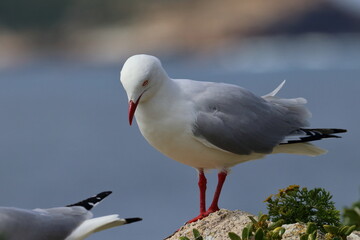silver gull chick