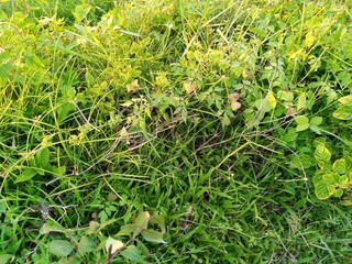 green grass background