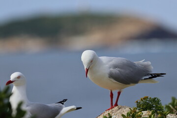 Fototapeta premium silver gull chick