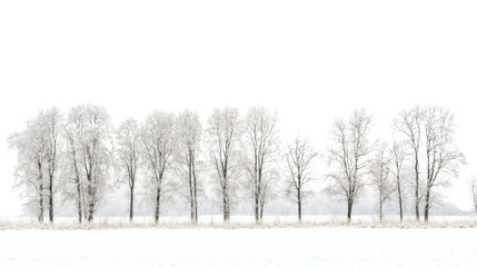 Obraz premium Winter forest on a transparent background