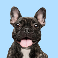 Portrait of beautiful, black purebred French Bulldog dog with tongue sticking out and looking at...