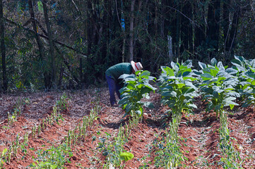 Traditional Cuban Farmer Harvesting Tobacco Leaves in a Lush Plantation in Viñales - Cuba.