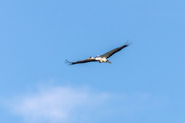 A flying Crane, Grus grus, soaring with wings spread wide against a background of blue sky and light cloud