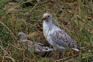 silver gull chick