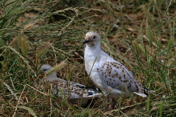 silver gull chick