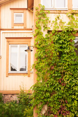 window with flowers
