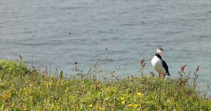 Close up of Atlantic Puffin ocean