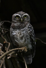 Spotted owlet