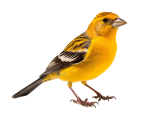 a yellow bird with black stripes