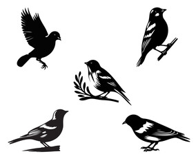collection of birds