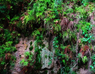 Obraz premium Mossy Rock Face Covered Green Closeup Lush Nature Vertical Outdoors