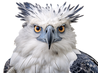 a close up of a bird