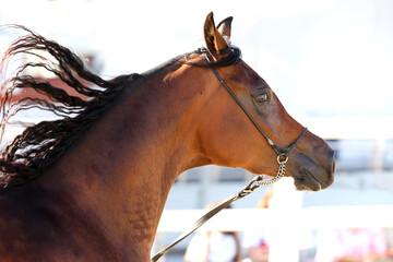 Arabian horse moving hortrait with floating mane