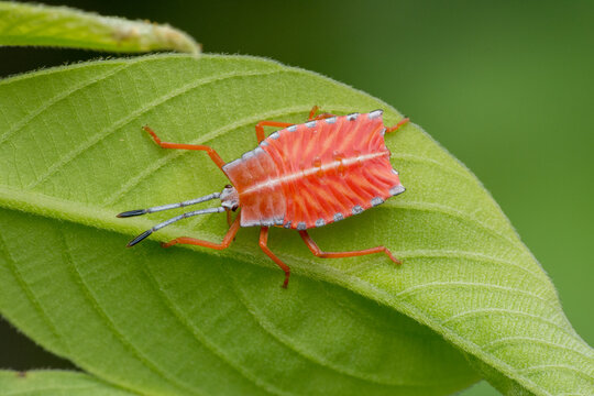 Eurostus validus on green leaves-marco photography