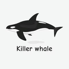 Killer Whale Vector Illustration: Large Marine Mammal