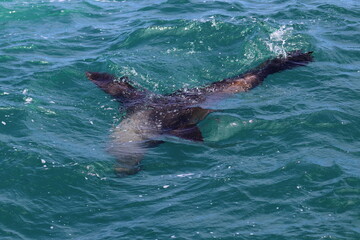 Naklejka premium fur seal