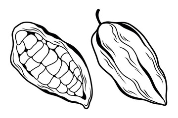 Fototapeta premium Set of two cocoa fruits whole and cut, cocoa bean in skin lineart isolated on white