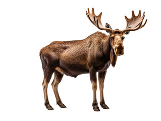 Obraz premium a moose with large antlers