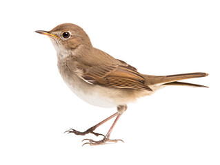 Fototapeta premium a bird standing on a white background