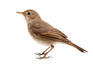 a bird standing on a white background