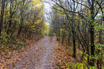 Fototapeta premium path in autumn forest