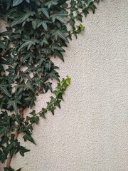 ivy on the wall