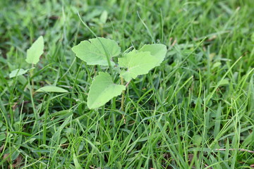 Xanthium strumarium plant. Its other names rough cocklebur, clotbur, common cocklebur, large cocklebur and woolgarie bur. This plant fruits has many medicinal properties.
