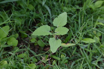 Xanthium strumarium plant. Its other names rough cocklebur, clotbur, common cocklebur, large cocklebur and woolgarie bur. This plant fruits has many medicinal properties.
