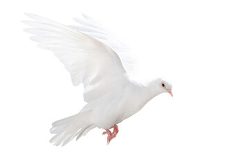 white dove of peace in flight isolated on white background